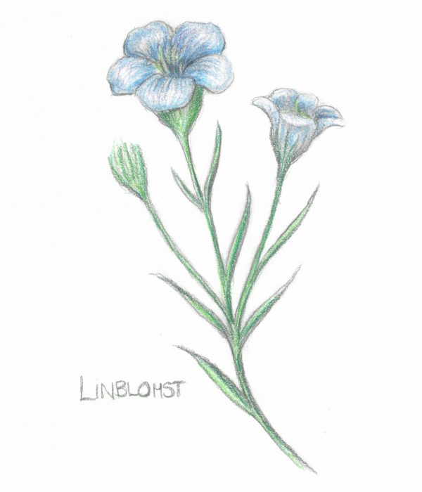 Linblomst