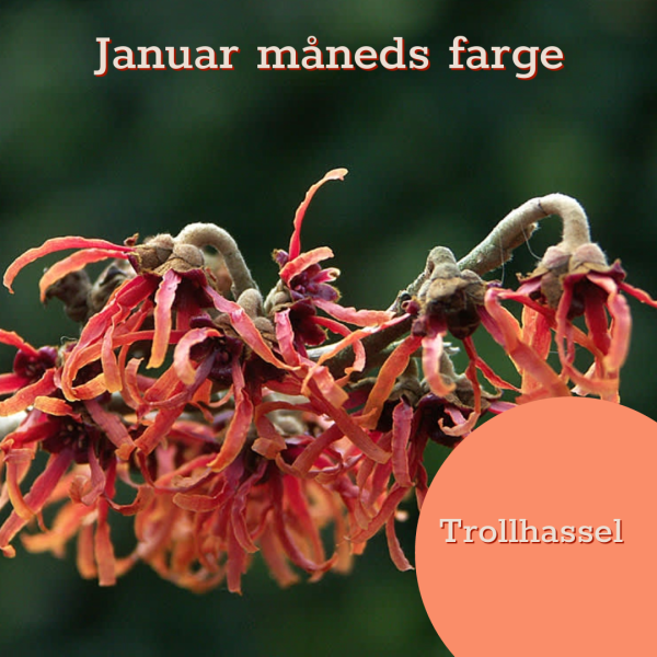 Januar måneds farge